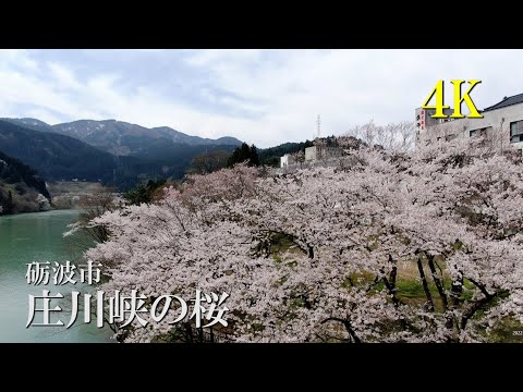 【4K】庄川峡の桜　4Kで魅せる富山の桜2022