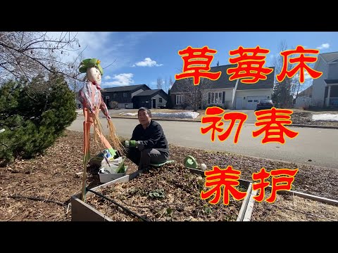 【渔耕笔记】种草莓 | 春季草莓 种植床 修剪养护 有机种植 高产妙招