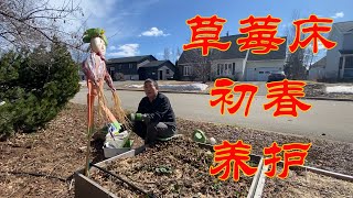 【渔耕笔记】种草莓 | 春季草莓 种植床 修剪养护 有机种植 高产妙招