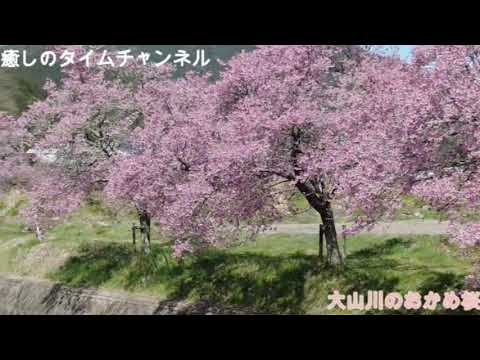 英国生まれのおかめ桜　癒しのタイム