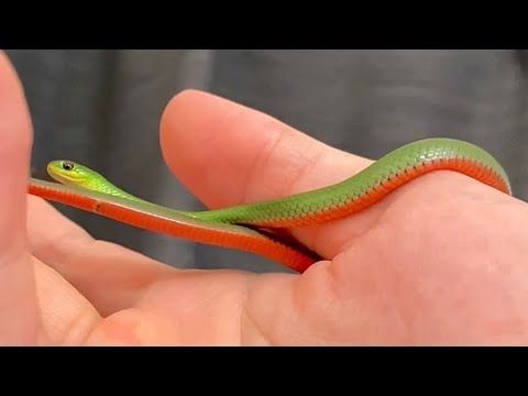 エメラルドとオレンジのヘビがかわいすぎる　Jaeger's Ground snake