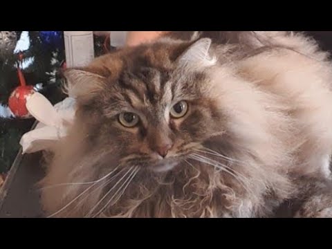 🐱💖✂️ Cute Siberian Cat Grooming #cutecat #siberiancat #catlover #catvideos #catgrooming #cat #cats