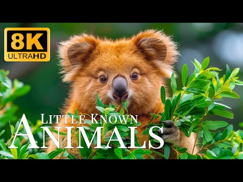 Little Known Animals 8K ULTRA HD🐾Relaxing Animals, Rare Moments