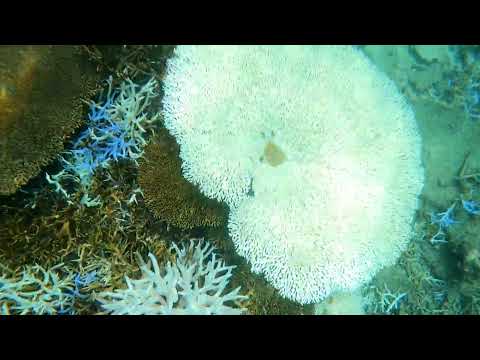 悲しい珊瑚死滅の始まり - 石垣島桴海