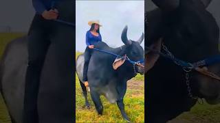 tge end bakra shauk #viral #goat #shorts #ytshorts