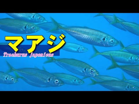 Japanese jack mackerel / Good old Japanese table