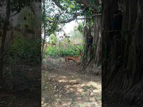 Chatching Deer #shorts #short#viral  #youtubeshorts #trending#reels  #youtube #video