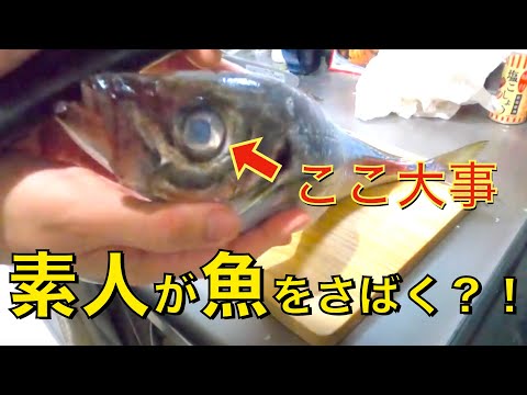 【魚さばき】初心者でも簡単？！いきなりアジを捌いてみた【鯵】