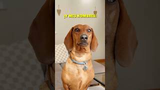 ¿Cuál te gusta más? 😂 #shorts #reels #perrosalchicha #viral #teckel #dog #perros #subscribe