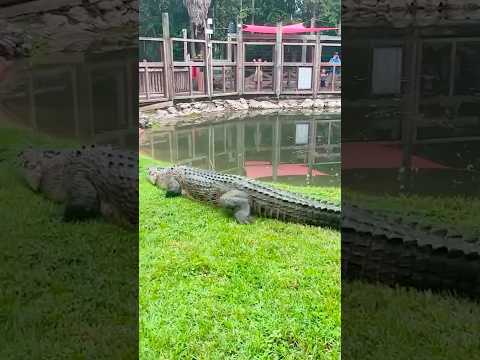 Huge Saltwater Crocodile Close Call! #youtubeshorts #crocodile #short