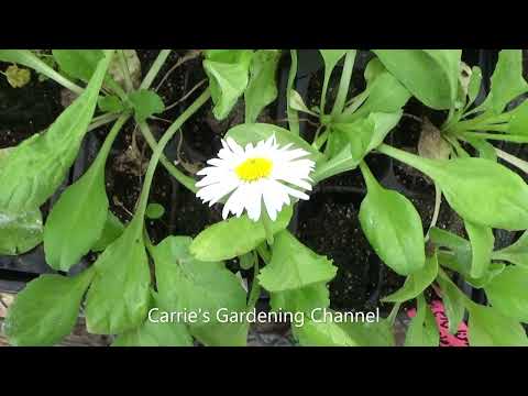 English Daisy Seedlings Bloomed, How Long Does It Take For English Daisy Flowers To Bloom