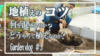 【オリーブの木】地植えする時のポイント解説。我が家のオリーブは「アルベキーナ」に決定【GardenVlog#3】