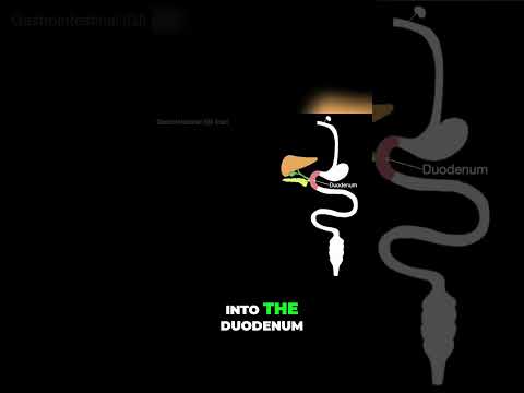 What does the Foregut and Midgut do? #shorts  #science #anatomy #doctor