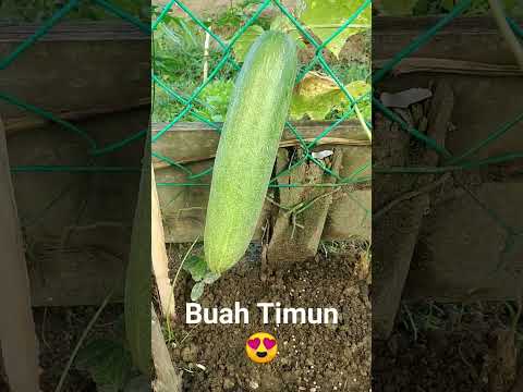 Buah Timun😍 #laukrumahpanjai