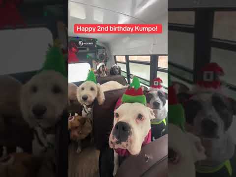 Happy 2nd birthday Kumpo! 🦴🐾🎄 #dogpack #dogbirthday #dogbirthdayparty #dogsnacks #dogbus #dogwalk