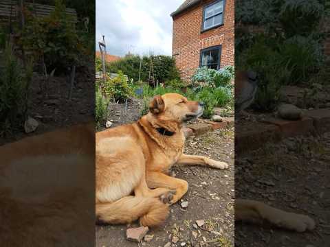 Mon 22nd April; checking the garden after last week's hail. Thankfully, everything is looking bonny.