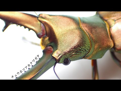 【超低温種】チュウホソアカクワガタの紹介と産卵セット【クワガタ飼育】