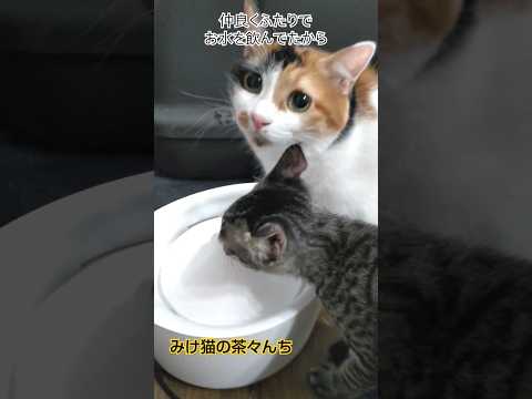 お水と三毛猫と子猫　#猫のいる暮らし #三毛猫 #子猫#funny