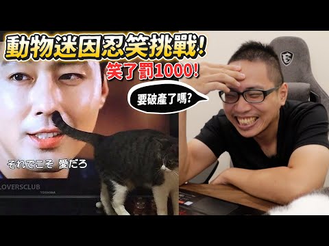 【動物迷因忍笑挑戰】笑一次捐1000!要破產了嗎?白目哈士奇偷打豬!【許伯簡芝】【有梗系列】