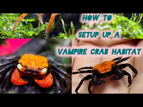 Ultimate Vampire Crab Tank Setup Guide: Habitat & Feeding Tips! how to set up a vampire crab habitat