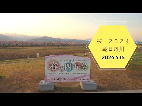 2024.4.15  桜　2024　朝日舟川