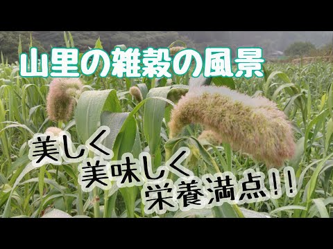 【五穀豊穣】雑穀の穂の揺れる山里風景を残してゆく