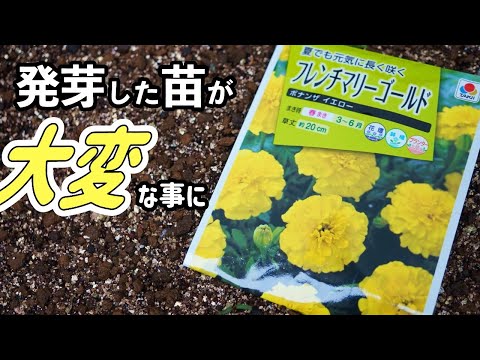 マリーゴールドの発芽した苗が大変なことになって植え替える羽目に