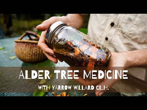 Alder Tree Medicine