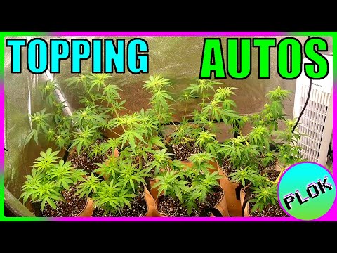 Can You Top Auto-flowers? Lets Find Out! - Auto Topping Experiment Week 3: Explosive Growth