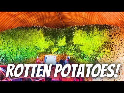 We rush to save our rotting potato cellar!