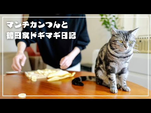 ただバナナを切っていただけなんですけど、愛猫に圧かけられましたw【猫とおうちごはん】