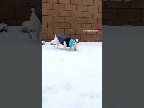 French Bulldog and Snow #Shorts #Dog