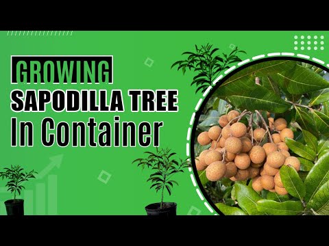 Growing Sapodilla tree in a container | Harvesting sapodilla fruits