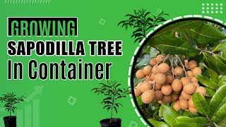 Growing Sapodilla tree in a container | Harvesting sapodilla fruits