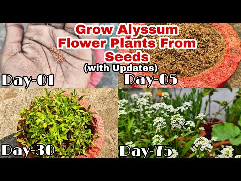 How To Grow Alyssum Flower Plants From Seeds With Updates// एल्यसम  फ्लावर प्लांट को कैसे लगाएं