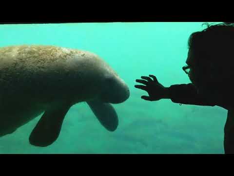 Nick and the manatee- FL trip 2018