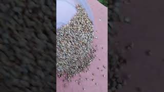 Video of Day 76 of Feeding wild Pigeons #Birds #pigeonbird #pigeons #tauben #vogel