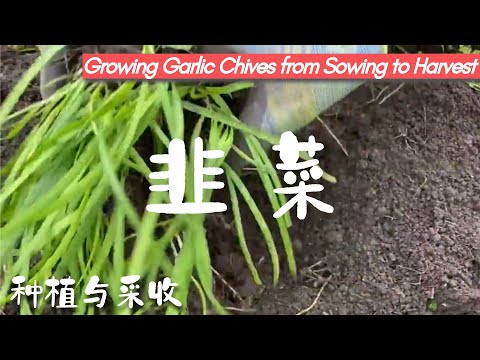 韭菜超好种！后院有机种植之韭菜的种植及管理