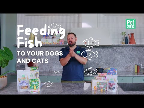 Is Fish Good For My Pet? | Can I feed my dog fish?