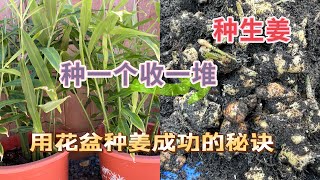 种生姜｜从姜种催芽到收获生姜全过程分享，只要掌握好这四点就没有种不好的生姜！