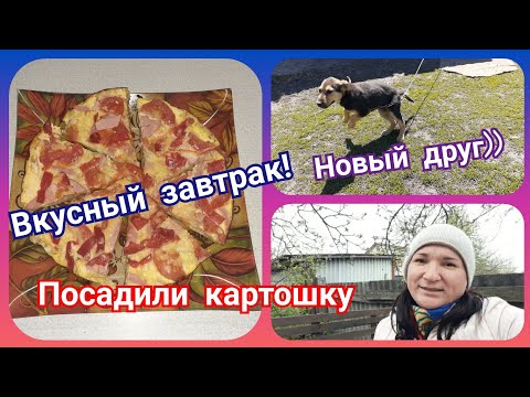 Вкусный завтрак!!! Наш новый друг! Отвезли рассаду в деревню и посадили картошку!