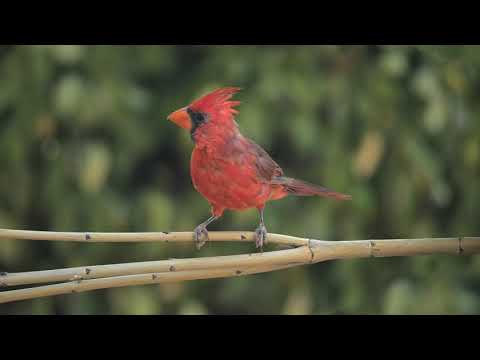 11 Birds of North America with Bird Sounds