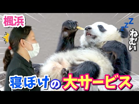 【パンダアイドル楓浜】木の上で大技でんぐり返しを魅せる🐼眠気からのやけっぱち