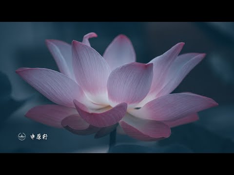 美中贸易已事实上脱钩《中原行》EP320 中原行，灭共同行#中共不代表中国人 #出口