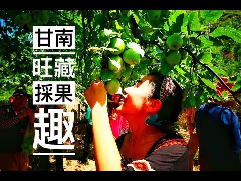 旺藏白水溝 | 採水梨 | 甘肅省迭部縣 | 彩色甘南淨心朝聖之旅 | Vol.6 | 臺灣丐幫好攝玩團