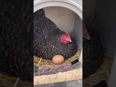 Tiny Mother Hen Adopts More Eggs Into Her Nest!❤️ #shorts #animals #cute #nature #farm #chickens