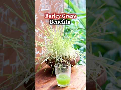 Ep-92 of Vedic Recipes (Barley Grass Benefits)Barley Grass juice for blood sugar control & diabetes