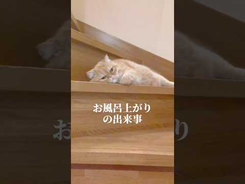 待ち続けた猫#猫動画 #エキゾチックショートヘア #cat