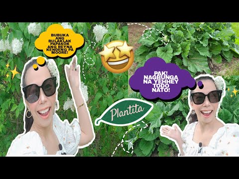 PLANTITA IN CANADA🥬||STATUS NG MGA GULAY NAMIN SA FARM ||KUSA TUMUBO MGA BULAKLAK 💐 ||JANICE MILLIS