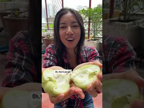 I can’t wait to have this again: Green Jambu #jambu #tropicalfruits #asmr